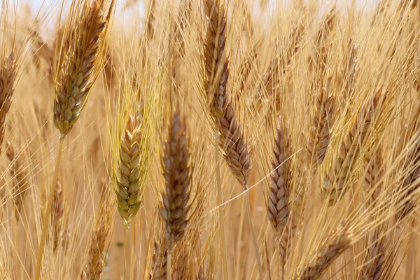 Спелые Зерна Пшеницы Время Сбора Урожая — стоковое фото