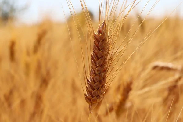 Grains Blé Mûrs Temps Récolte — Photo