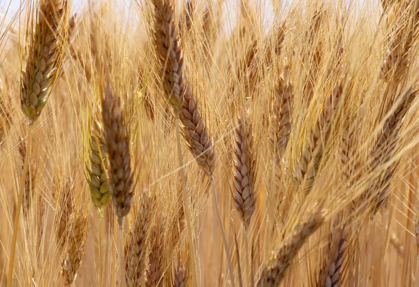 Ripe Wheat Grains Harvest Time — Stock Photo, Image