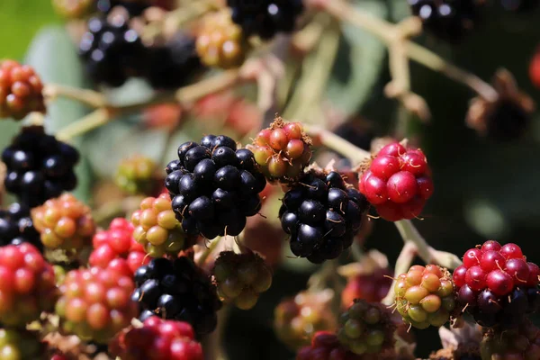 Reife Und Rote Brombeeren Auf Der Beerenplantage — Stockfoto