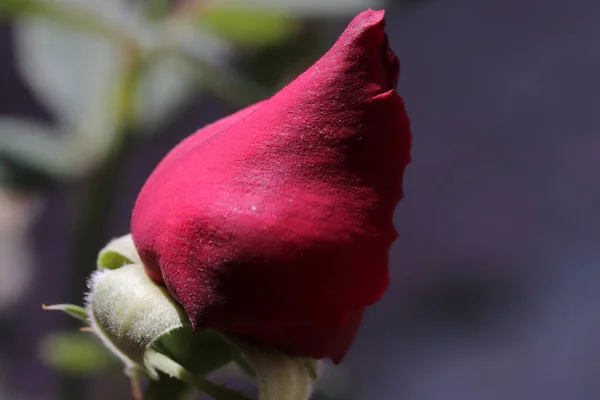 Friss Rózsanövény Közelsége — Stock Fotó