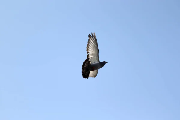 Pombo Voando Sozinho Céu — Fotografia de Stock