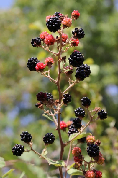 Moras Maduras Rojas Plantación Bayas — Foto de Stock