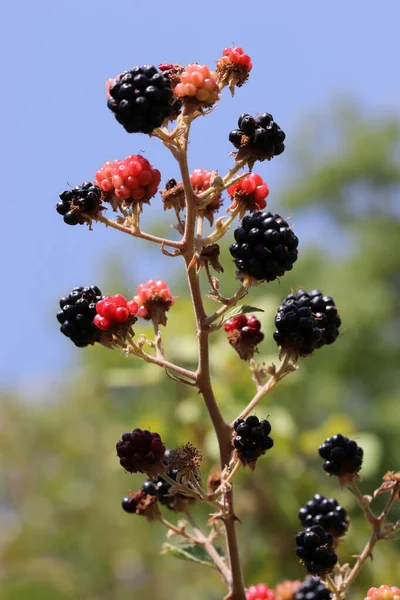 Moras Maduras Rojas Plantación Bayas — Foto de Stock