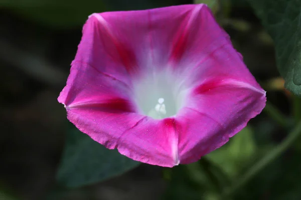 ピンク色の明るいイポメアの花 花の背景と質感 — ストック写真