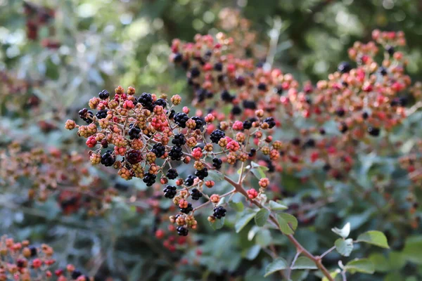 ベリー農園で完熟と赤のブラックベリー — ストック写真