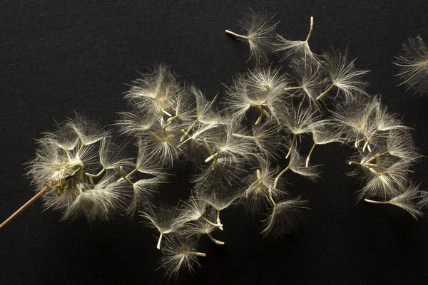 Close Dandelion Seeds Black Background — Stock Photo, Image