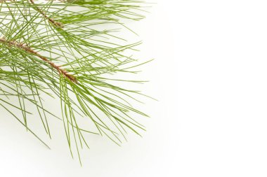 Beyaz arka planda çam ağacı dalı