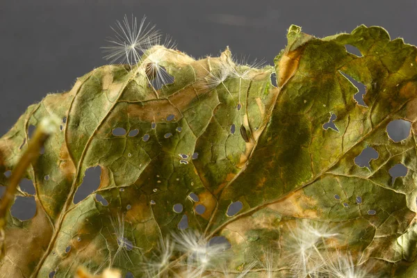Dry Leaves Dandelion Seeds — Stock Photo, Image