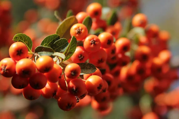 Rowan Poussant Sur Arbre — Photo