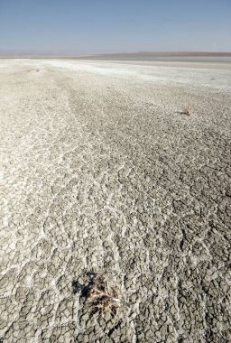 Kurumuş tuz gölü ve dikenleri