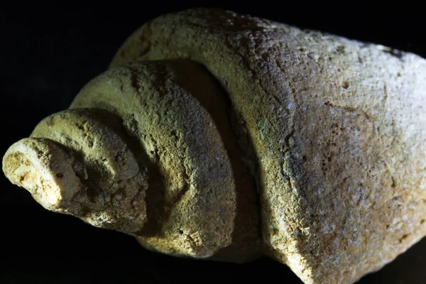黑色背景的蜗牛化石 — 图库照片