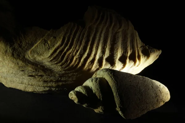 黑色背景的蜗牛化石 — 图库照片