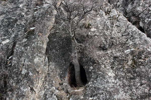 Árvore Crescida Dentro Caverna — Fotografia de Stock