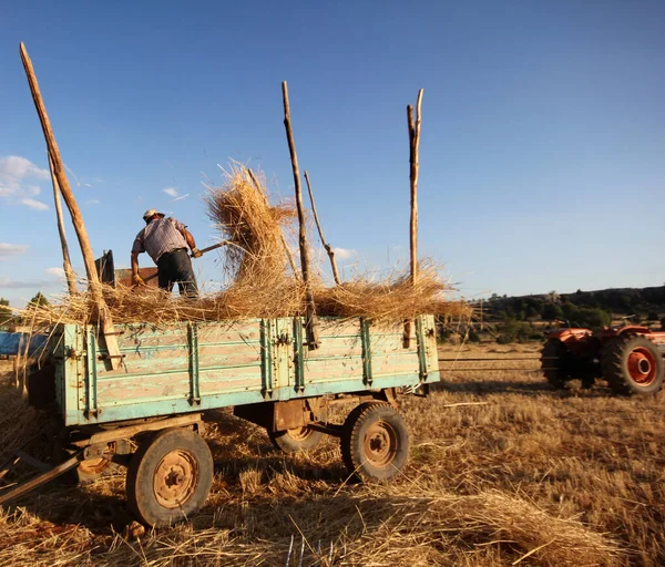 Agricultor Cosechando Trigo Konya Turquía — Foto de Stock