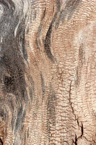 Wyblakły Drzewo Pnia Teksturowanej Tło — Zdjęcie stockowe