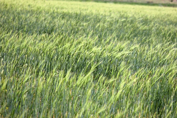 Wheat field — Stock Photo, Image