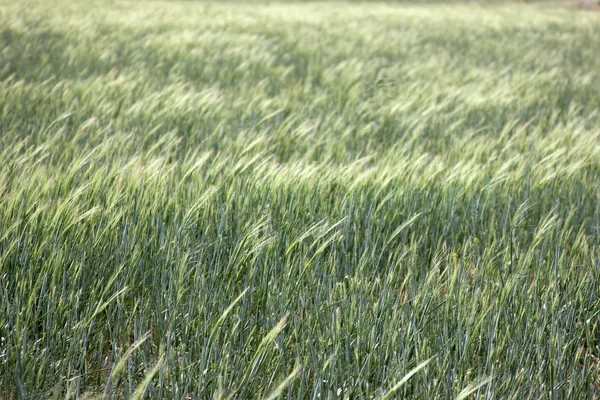 Campo de trigo — Fotografia de Stock