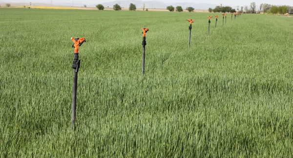 Irrigation in wheat field — Stock Photo, Image