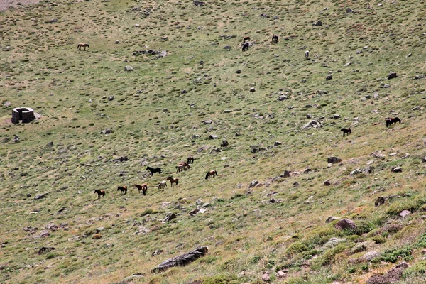 Wild Horses — Stock Photo, Image