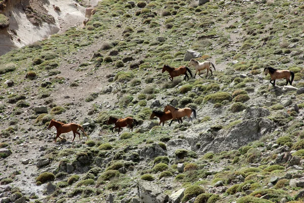 Wild Horses — Stock Photo, Image