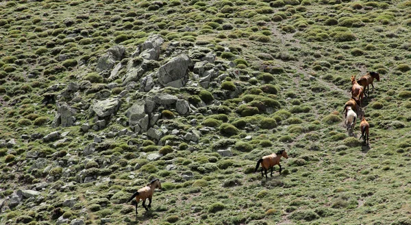 Chevaux sauvages — Photo