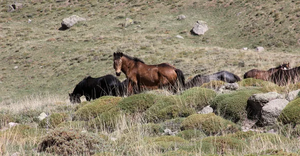 Vahşi atlar — Stok fotoğraf