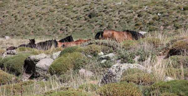 Cavalli selvatici — Foto Stock