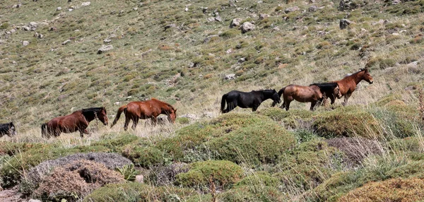 Vahşi atlar — Stok fotoğraf