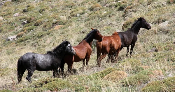 Vahşi atlar — Stok fotoğraf