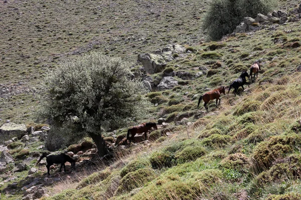 Cavalos selvagens — Fotografia de Stock