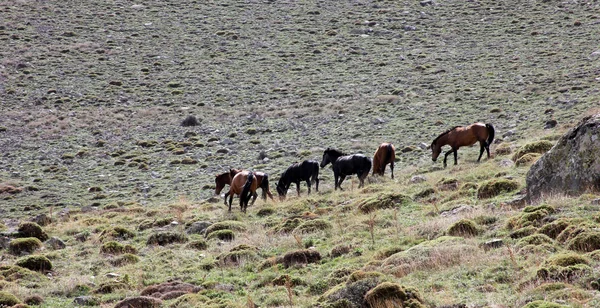 Wild Horses — Stock Photo, Image