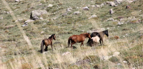 Άγρια άλογα — Φωτογραφία Αρχείου