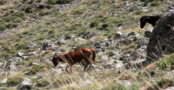 Άγρια άλογα — Φωτογραφία Αρχείου