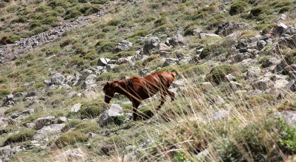 Wilde paarden — Stockfoto