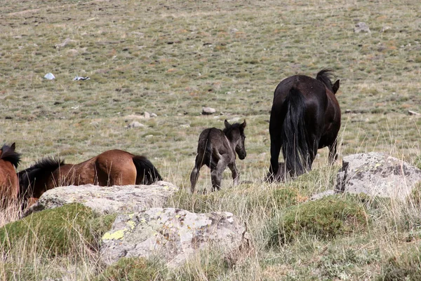 Wild Horses — Stock Photo, Image