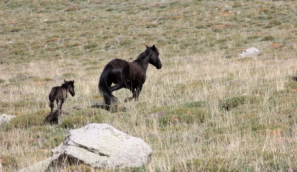 Caballos salvajes — Foto de Stock