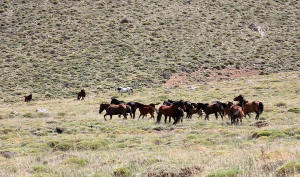 Wild Horses — Stock Photo, Image