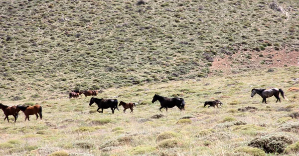 Wild Horses — Stock Photo, Image