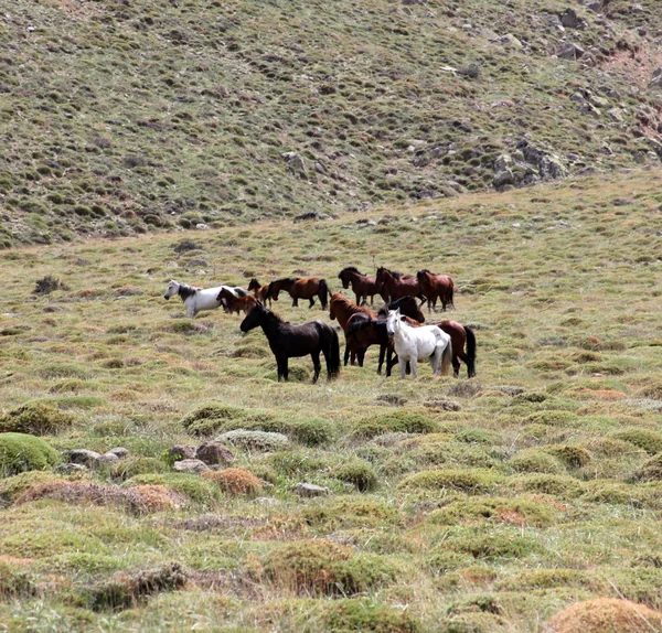 Cavalos selvagens — Fotografia de Stock