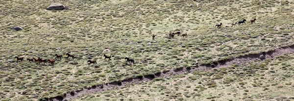 Wild Horses — Stock Photo, Image