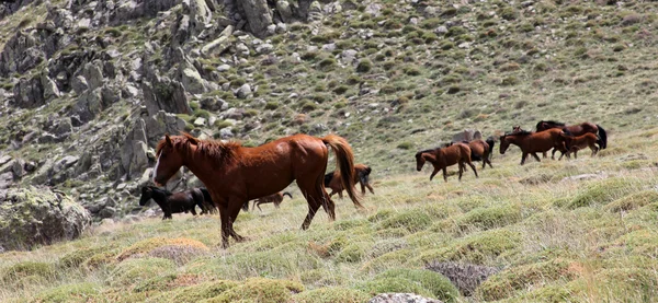 Άγρια άλογα — Φωτογραφία Αρχείου