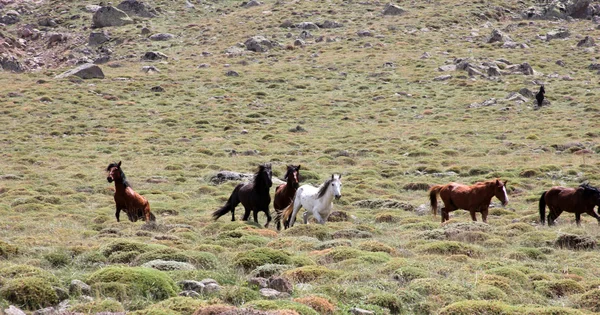 Wild Horses — Stock Photo, Image