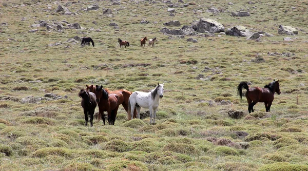 Cavalos selvagens — Fotografia de Stock