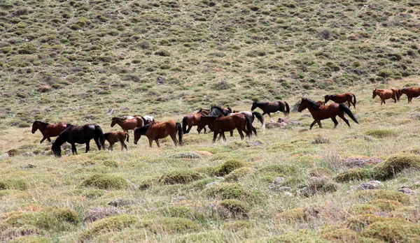 Wild Horses — Stock Photo, Image