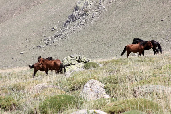 Cavalos selvagens — Fotografia de Stock