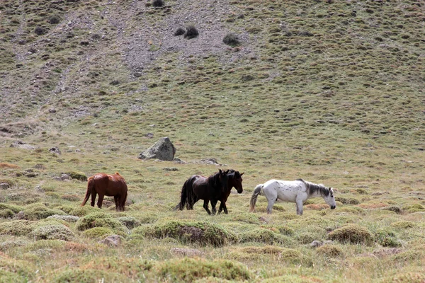 Cavalos selvagens — Fotografia de Stock