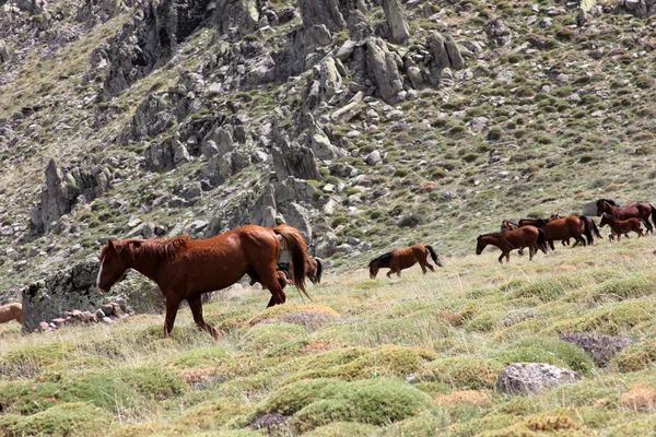 Wild Horses — Stock Photo, Image