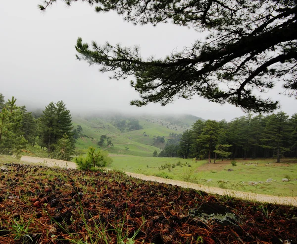 Skog – stockfoto