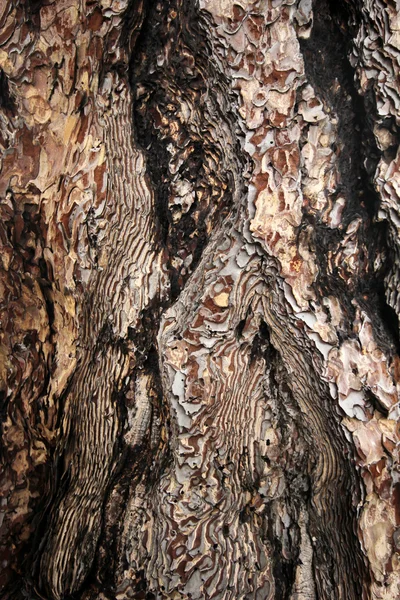 Closeup of tree trunk — Stock Photo, Image